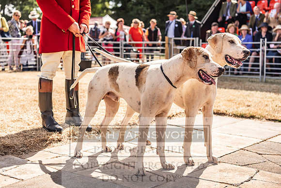 Honiton Hound Show 2022-84
