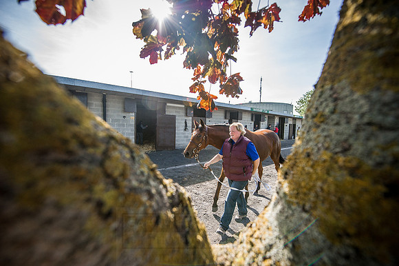 Goffs Orby 2015 -289