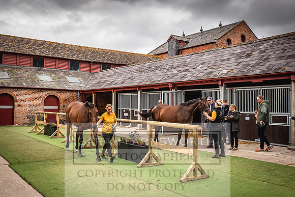 Goffs Yorton Sale 2022-131