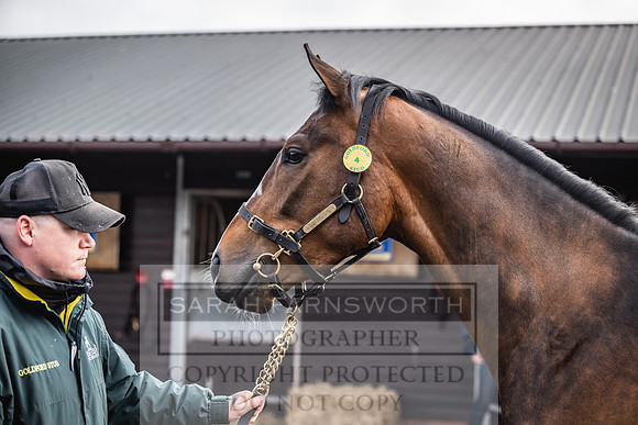 Goffs UK Spring Sale 2024-35