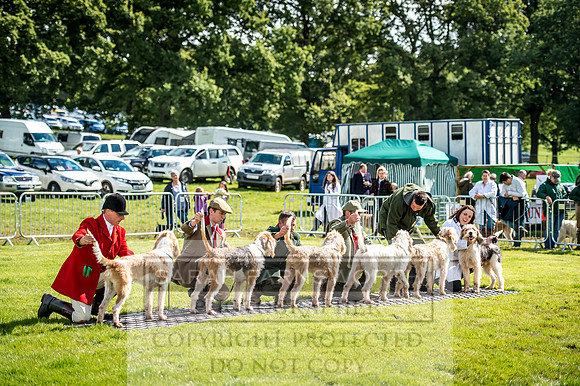 Lowther Hound Show 2017-63