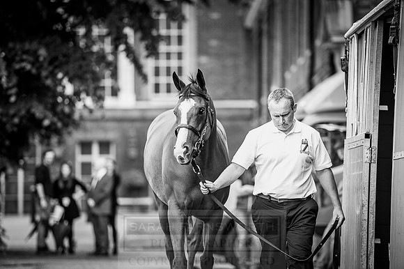 Goffs London Sale 2016-54