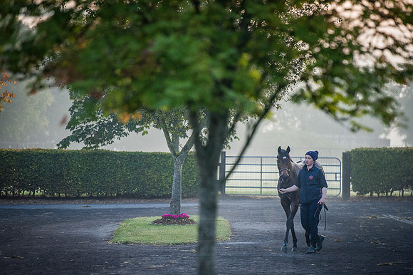 Goffs Orby 2015 -85