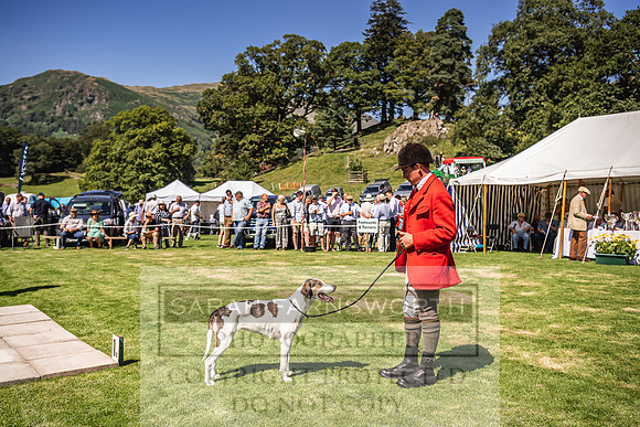 Rydal Hound Show 2022-111