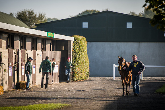 Goffs Orby 2015 -500