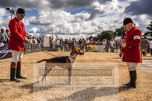 Honiton Hound Show 2022-26
