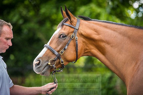 Goffs London Sale 2016-129