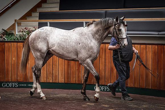 Goffs UK Breeze Up 2022-362