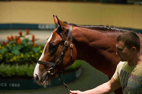 Goffs Orby14 CF5 271