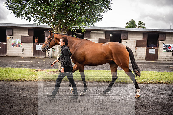 Goffs Land Rover Sale 2022-547