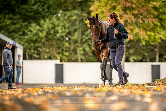 Goffs Orby 2018 Day 1-119