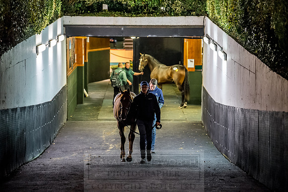 Goffs Orby 2018 Day 1-421
