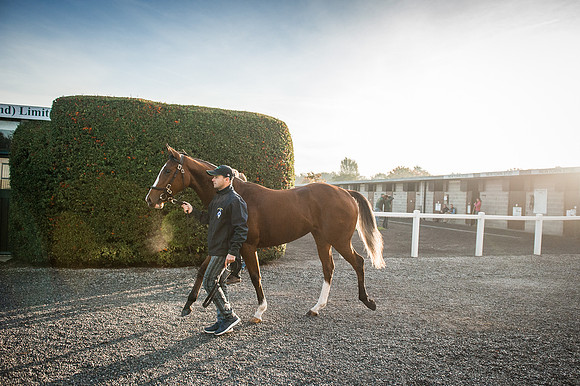 Goffs Orby 2015 -135