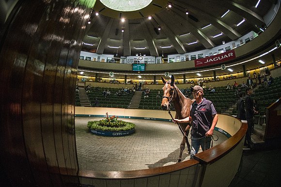 Goffs Orby 2015 -534