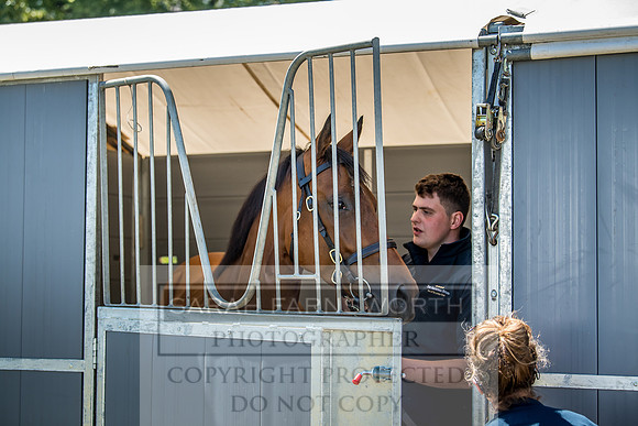 Goffs London Sale 2018-11