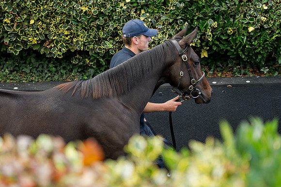 Goffs Orby14 CF10 339