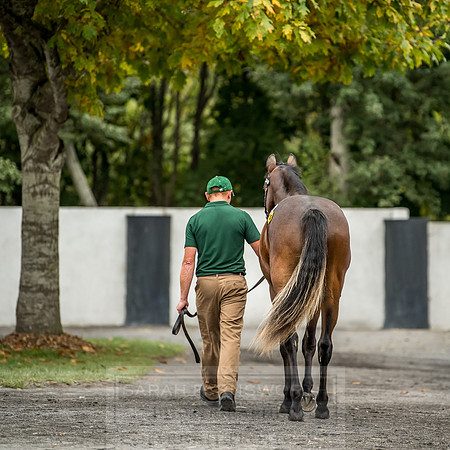 Goffs Orby 2018 Day 2-197