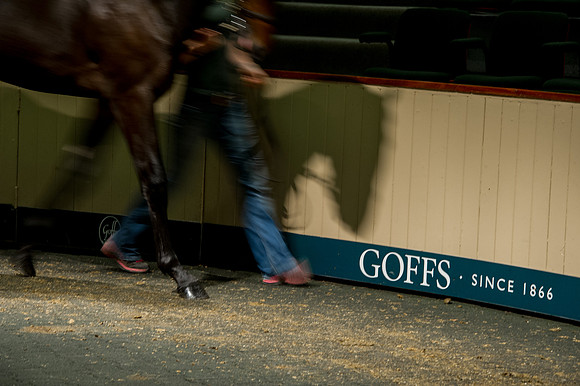 Goffs Orby14 CF7 634