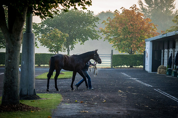Goffs Orby 2015 -93
