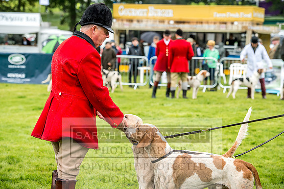 Lowther Hound Show 2017-33