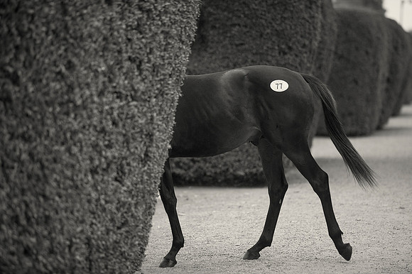 Goffs Orby14 CF5 506 bw