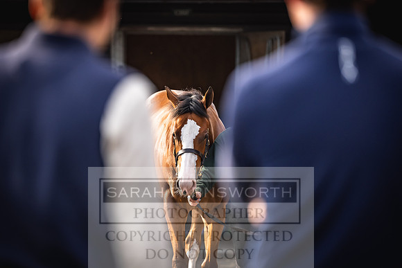 Goffs UK PY24-264