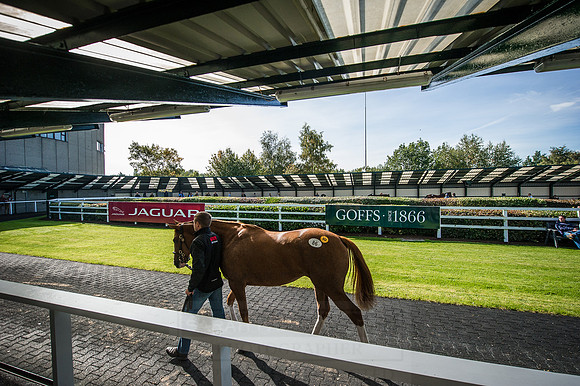 Goffs Orby 2015 -325