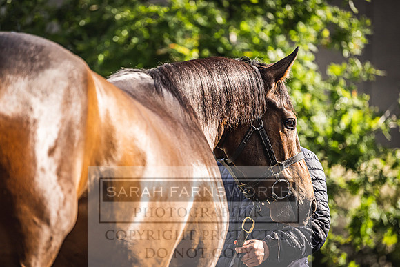 Goffs Land Rover Sale 2022-135