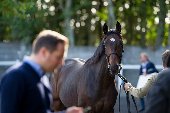 Goffs Orby14 CF7 213