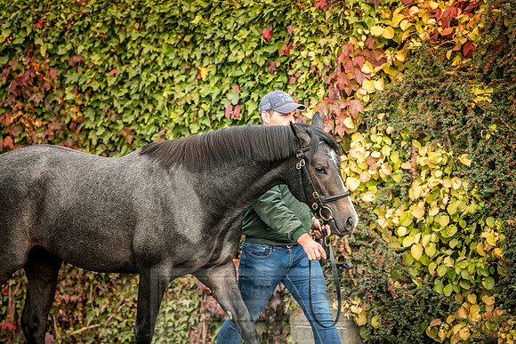 Goffs Orby 2018 Day 2-34