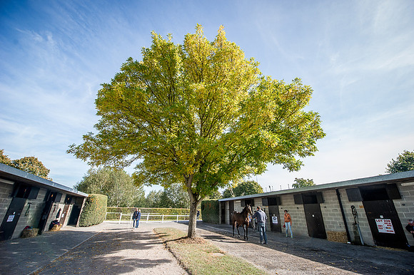Goffs Orby 2015 -271