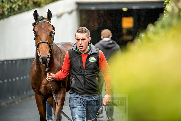 Goffs Orby 2018 Day 1-177