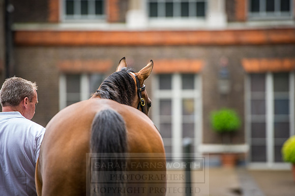 Goffs London Sale 2016-84