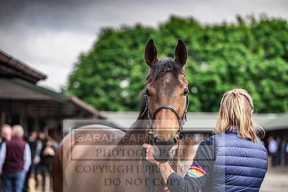 Goffs UK Spring Sale 2024-66