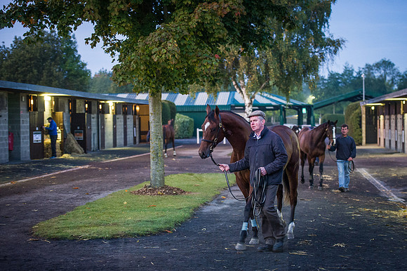 Goffs Orby 2015 -21