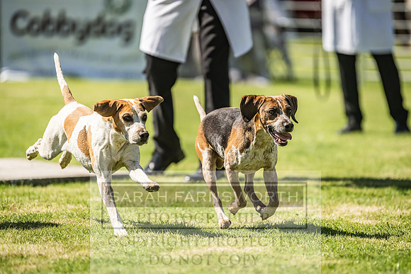 Rydal Hound Show 2022-76