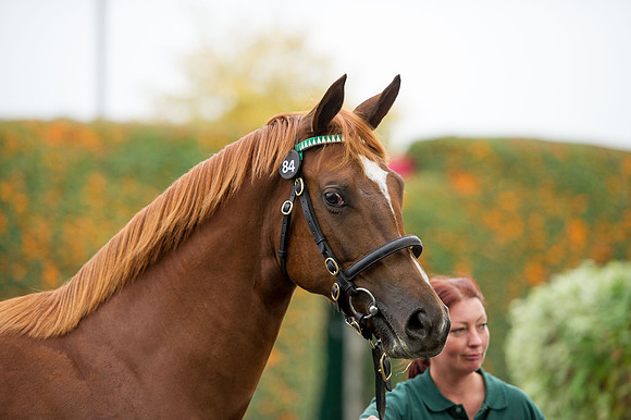 Goffs Orby14 CF5 495