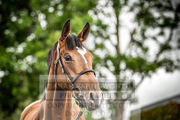 Goffs Land Rover Sale 2022-542