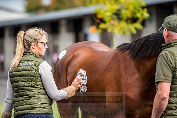 Goffs Orby 2018 Day 1-293