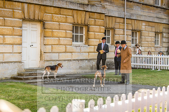 Baron Von Pfetten Puppy Show 02.09.18-76
