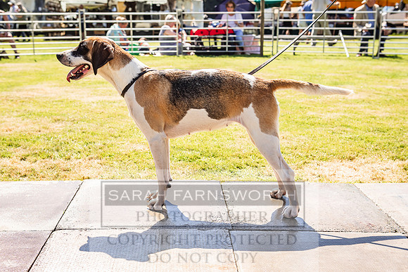 Rydal Hound Show 2022-143