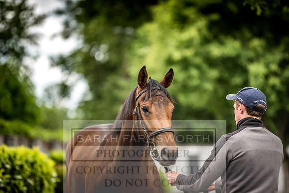 Goffs Land Rover Sale 2022-389