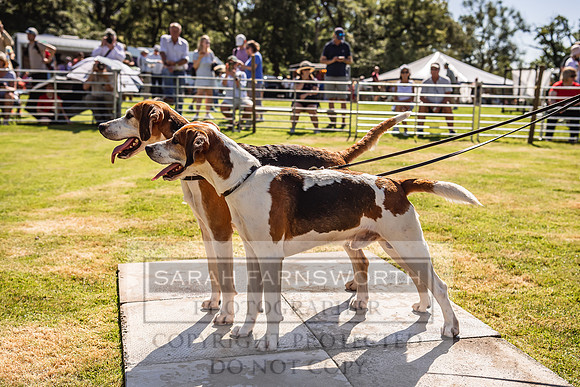 Rydal Hound Show 2022-34