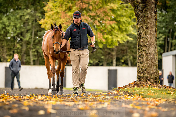 Goffs Orby 2018 Day 1-103