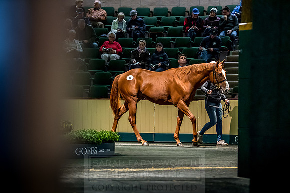 Goffs Orby 2018 Day 1-202