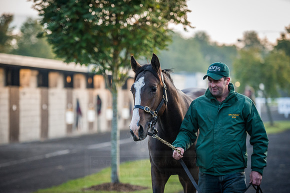 Goffs Orby 2015 -101