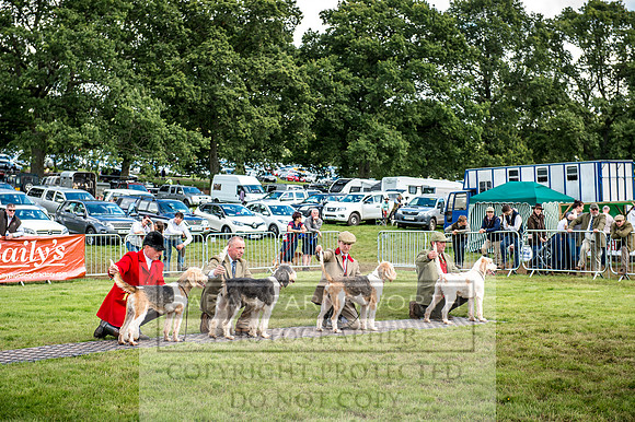 Lowther Hound Show 2017-108