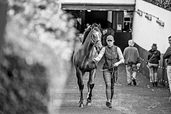 Goffs Orby 2018 Day 1-378