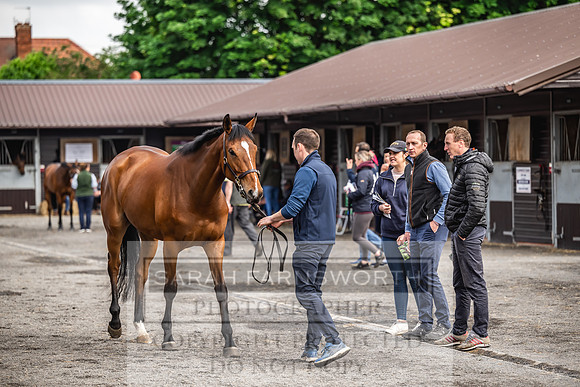 Goffs UK Spring Sale 2024-57