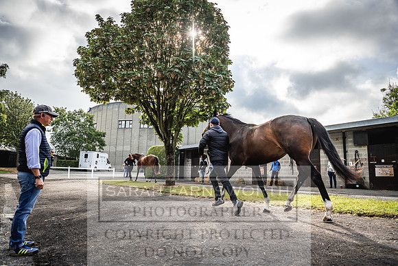 Goffs Land Rover Sale 2022-84